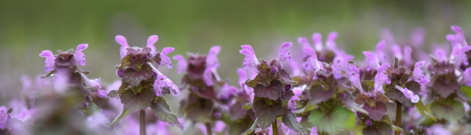 sara-bach-J2uIQfeeoIM-unsplash